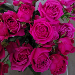 Hot Magenta Jewel Rose Branchue d'Equateur Ethiflora